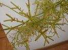 Rhipsalis cereuscula Haw.1830