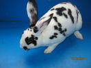 Picture 028 MASCULUL REX DALMATIAN