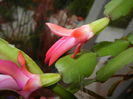 Pink Schlumbergera (2014, December 01)