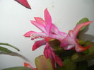 Pink Schlumbergera (2014, December 01)