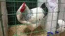 SUSSEX herminat deschis