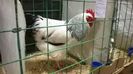 SUSSEX herminat deschis