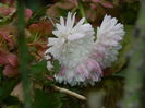 DSCN5061