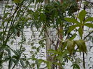 DSCN5067