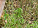 DSCN5096