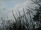 DSCN5098