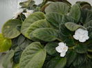 DSCN5103