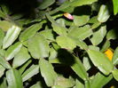 DSCN5109