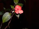 DSCN5112