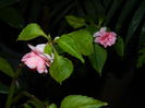 DSCN5114