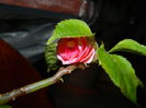 DSCN5117