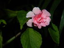 DSCN5124