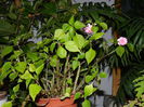 DSCN5129