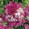 peony Celebrity