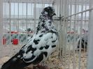 Expozitia Nationala Suceava 2014