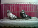 IMG02124-20141202-1258