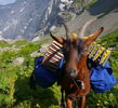 Alpina face treaba