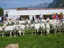 Saanen frumoase