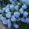hydrangea-nikko-blue