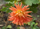 DSCN5176