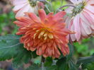 DSCN5179