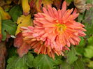 DSCN5180
