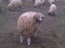 WP_000180 - Copie