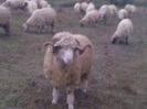 WP_000181 - Copie
