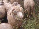 WP_000193 - Copie