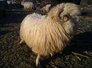 WP_000406