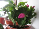 schlumbergera mov-boboc