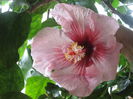 hibiscus