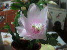 schlumbergera roz