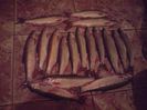 Scobari prinsi azi 4 decembrie 2014