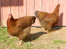 RSCN8311
