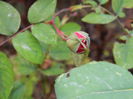 DSCN5201