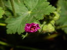 DSCN5215