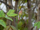 DSCN5223