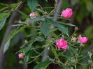 DSCN5297