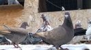 WP_20141205_11_26_32_Pro