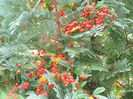 bobitele rosii