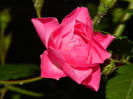 DSCN5303