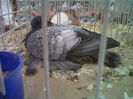 IMG02090-20141129-1448