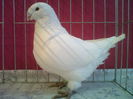 F 2011 vanduta