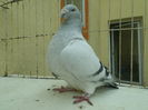 SAM_4847