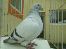 SAM_4849