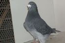 100_8350vandut