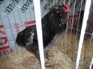 SAM_0061