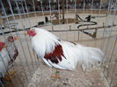 SAM_0064