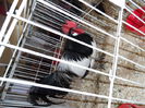 SAM_0065
